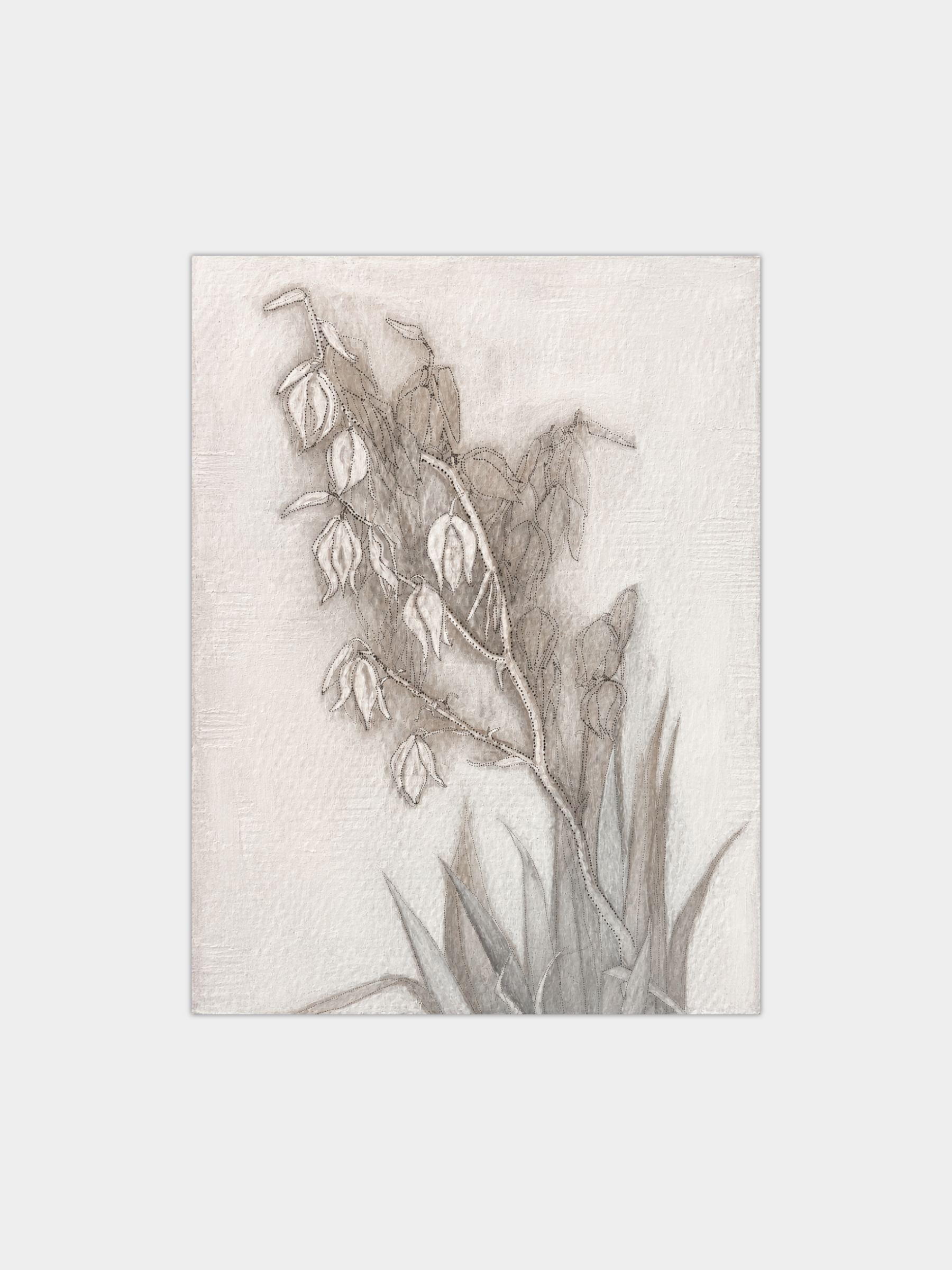 Yucca