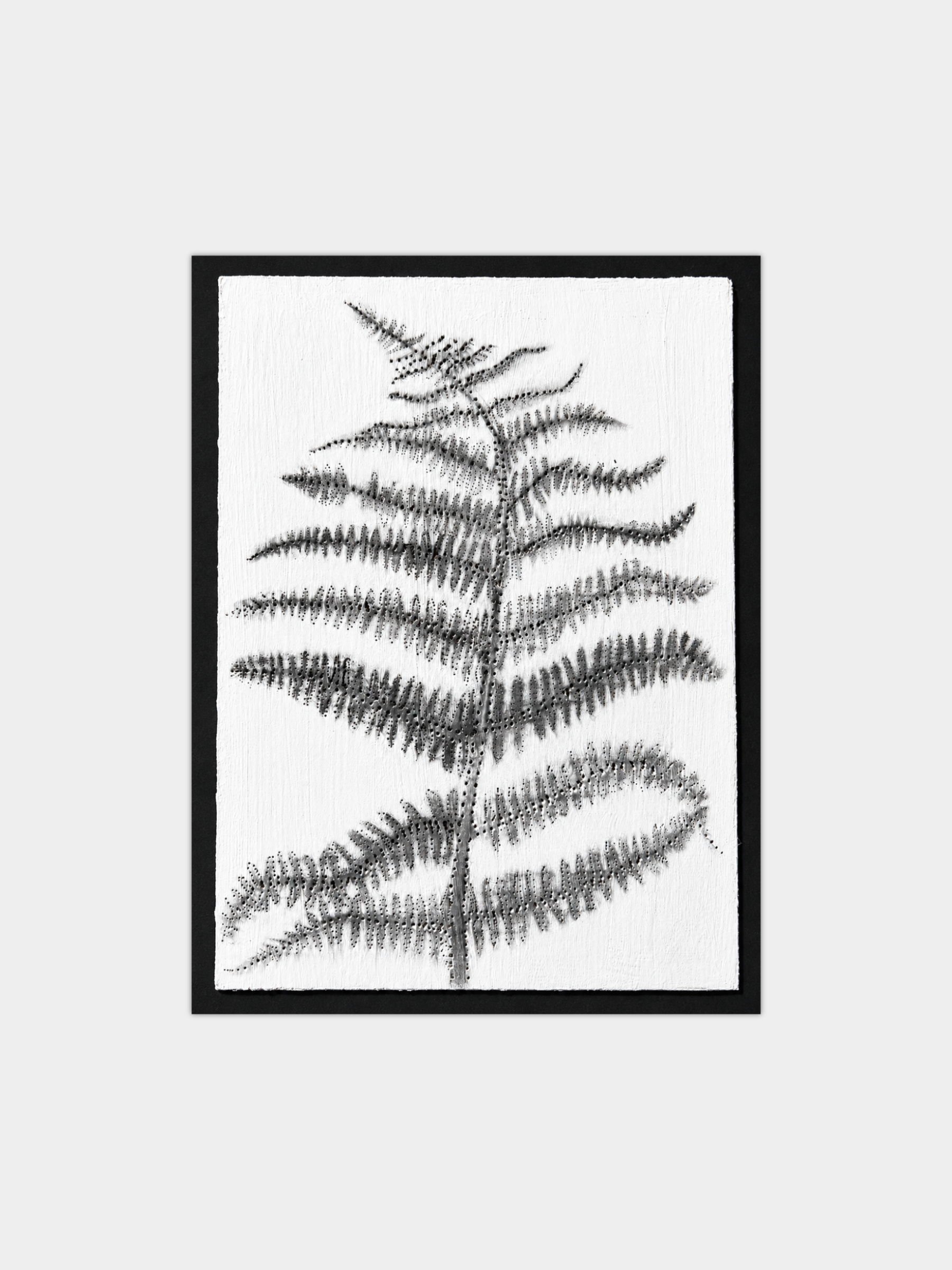 Fern